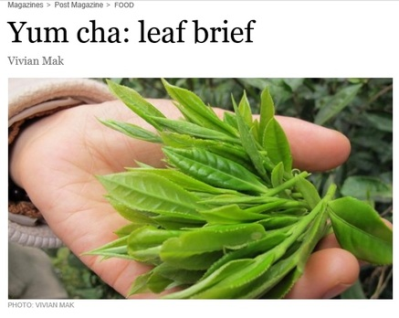 Fresh tea leaves (Camellia sinensis) held in hand at a tea garden