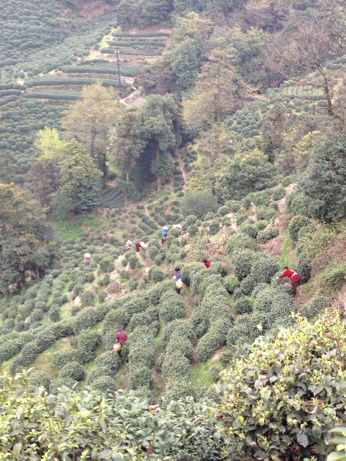 開心茶